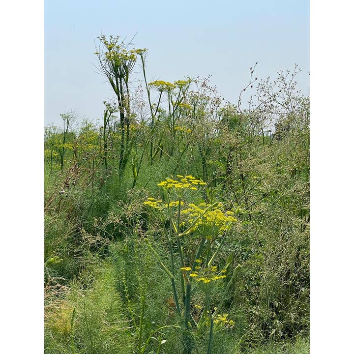 Burlap & Barrel - Wholesale Dried Spice - Lucknow Fennel - Single Origin Spice & Seasoning1