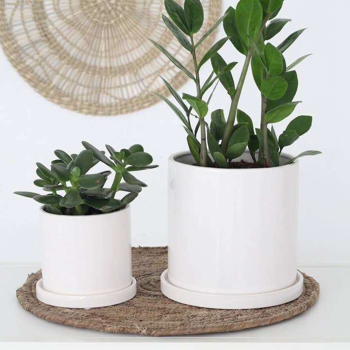 Sprout & About - Wholesale Plant Pot - Small Planter with Saucer in Minimalist Glossy White2