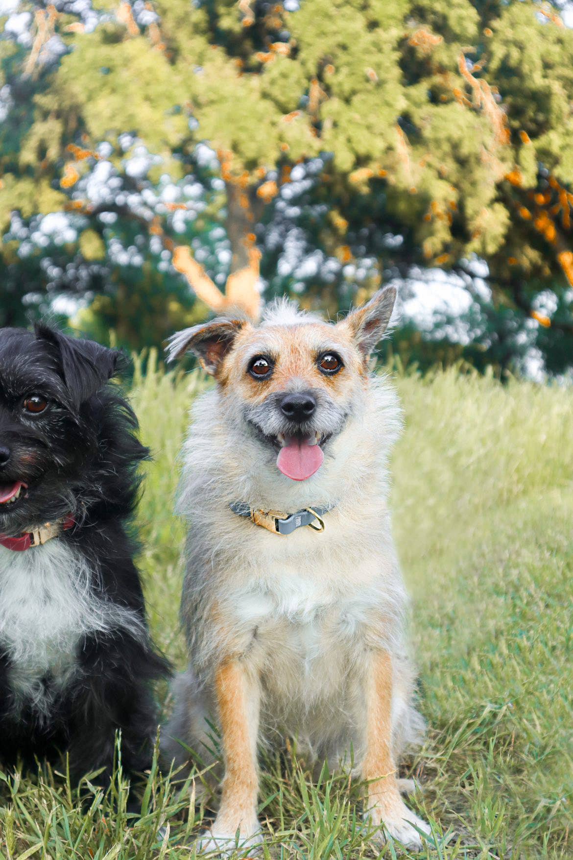 SUNNY TAILS - Wholesale Pet Collar - Dog - Malibu Blue Waterproof Dog Collar5