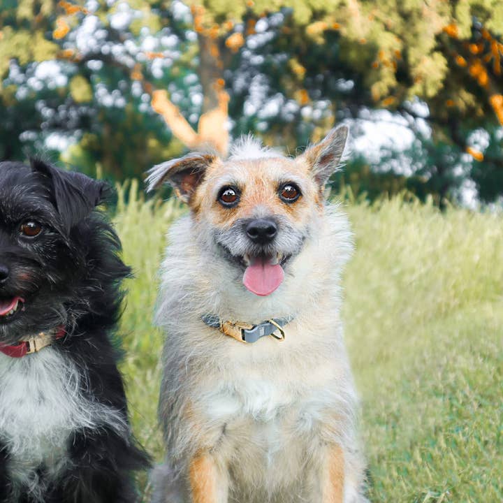 SUNNY TAILS - Wholesale Pet Collar - Dog - Malibu Blue Waterproof Dog Collar5