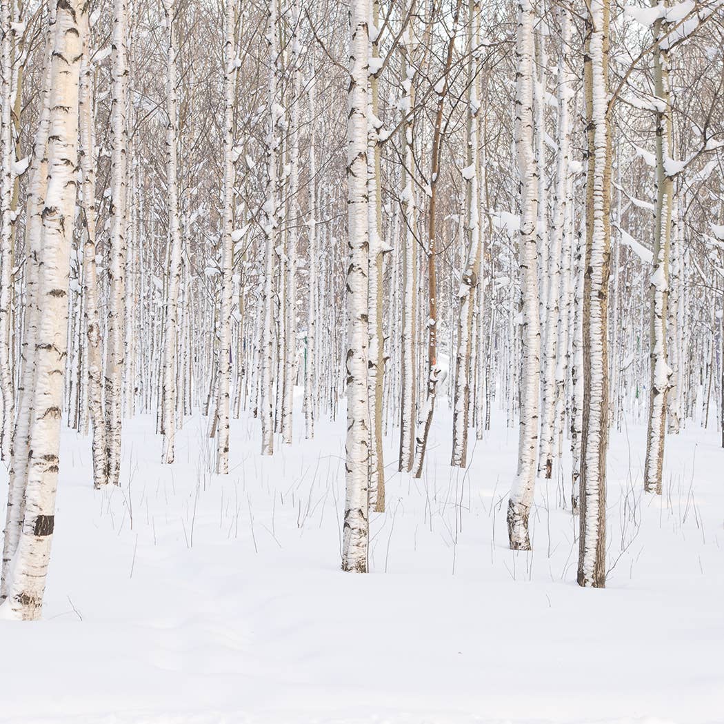 Milkhouse Candle Company - Vente Bougie en bocal - Bougie en pot de crème de 5 oz : bouleau argenté4