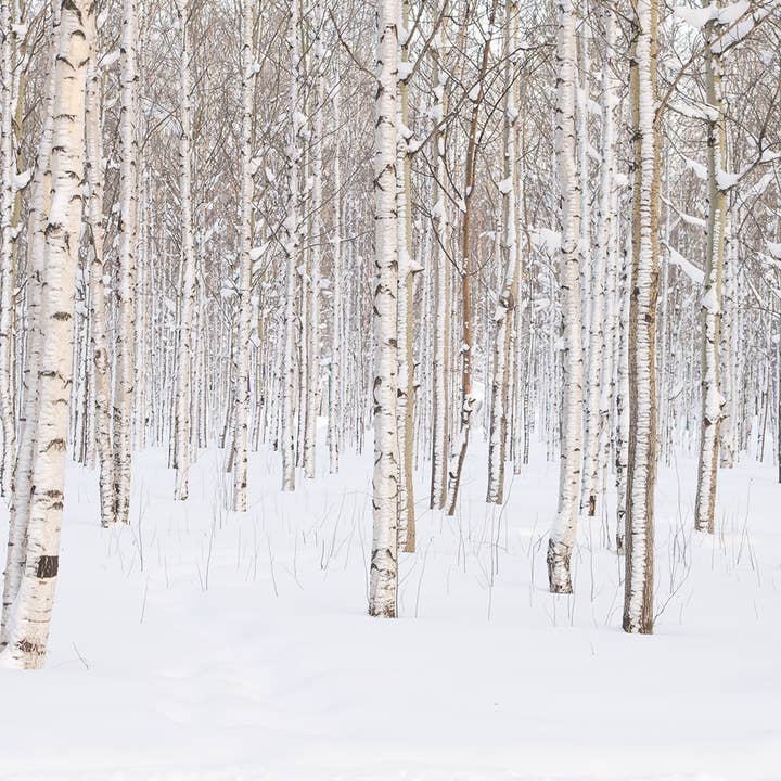 Milkhouse Candle Company - Vente Bougie en bocal - Bougie en pot de crème de 5 oz : bouleau argenté4