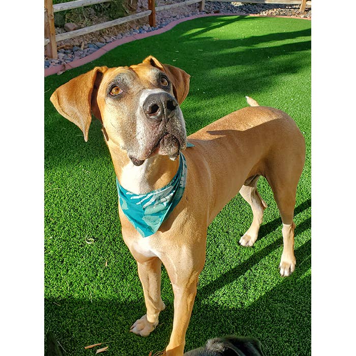 Global Mamas - Wholesale Pet Bandana - Dog - Pet Bandana: Large-Organic1