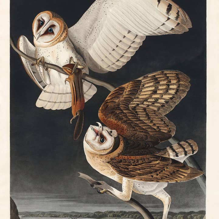 Vintage Banners - Wholesale Art Print - Barn Owl - John James Audubon - Framed Wall Art