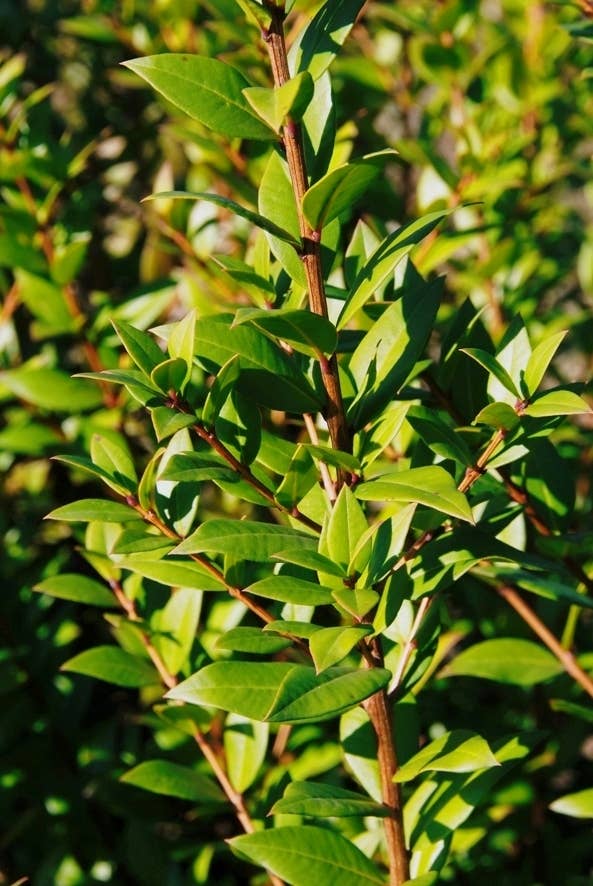 Essences Naturelles Corses - Wholesale Face & Body Mist/Water - Myrtle floral water - Aromatherapy - 100ml2