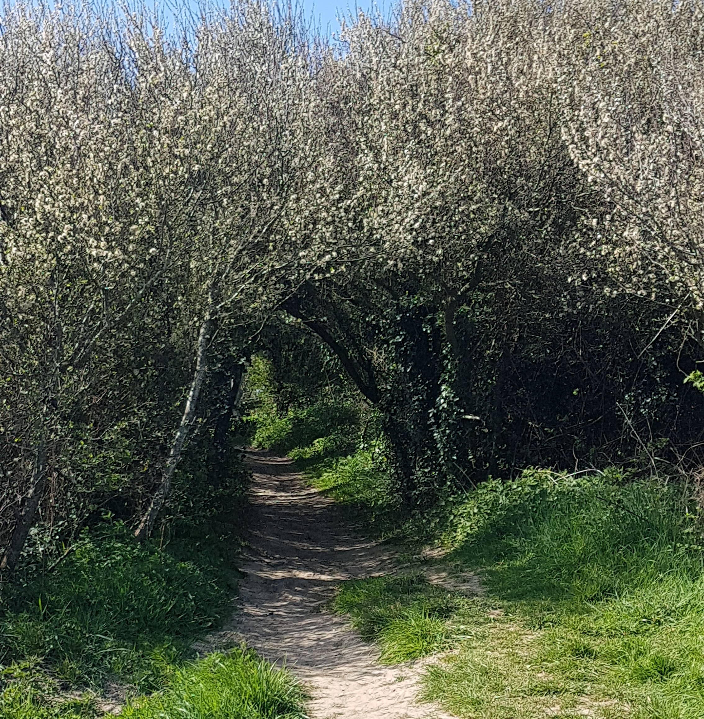 Handmade by Juliette – wholesale Bar Soap – Into the Woods Hand and Body Soap Bar 130g4