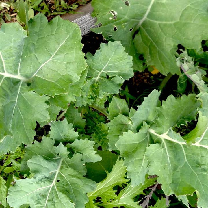 Kale Seeds - Dwarf Siberian for wholesale by Sow True Seed