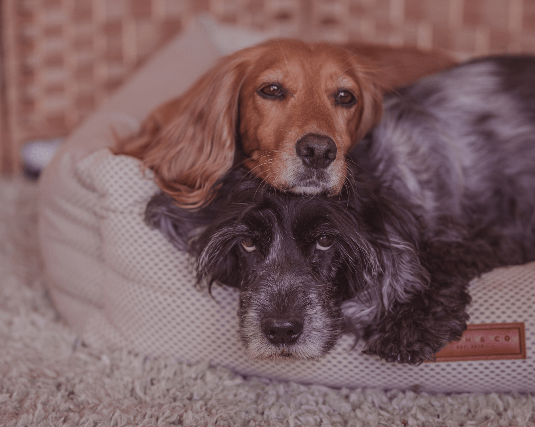 Ralph & Co – wholesale Pet bed – Dog – Orthopedic Memory Foam Dog Bed With Removable Covers | Beige11