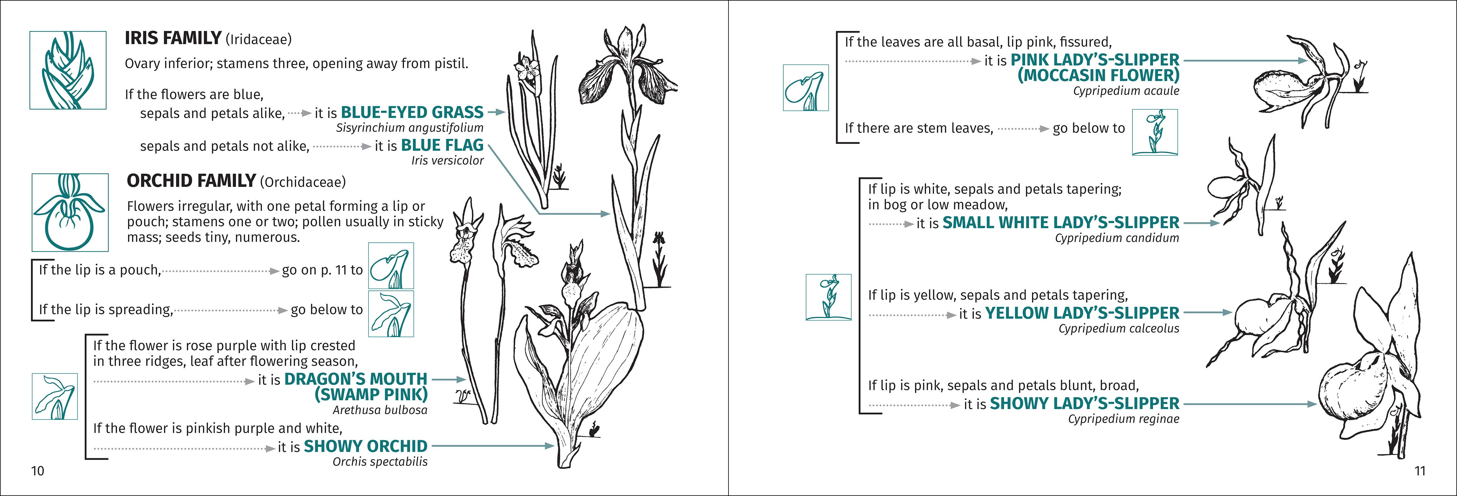 AdventureKEEN - Wholesale Nature & Outdoors - Flower Finder 2nd Edition11