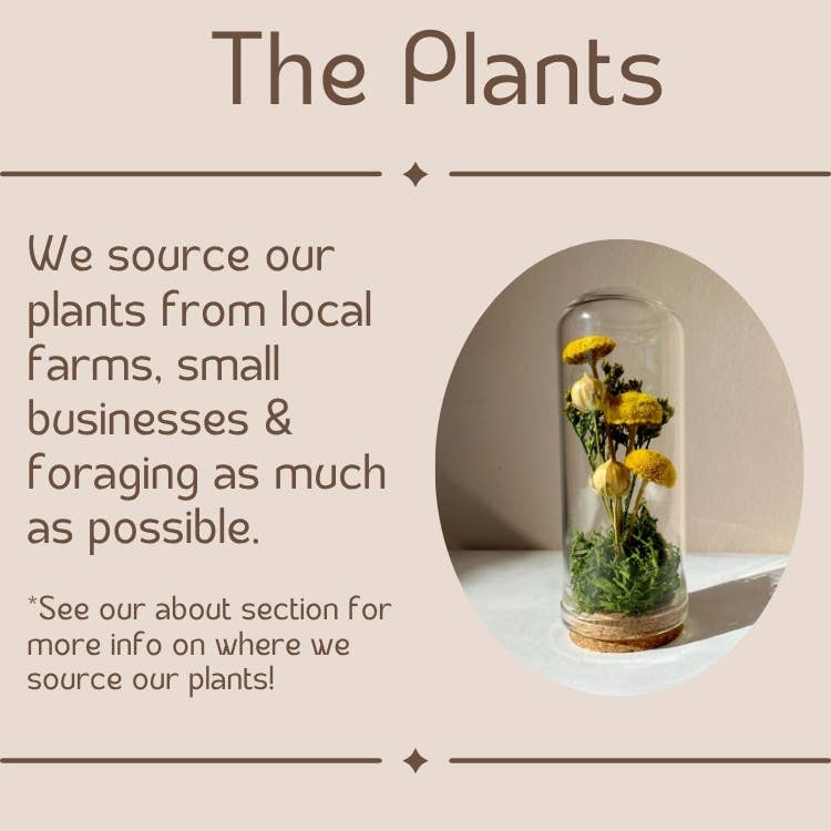 CA Studios - Wholesale Terrarium - Large Botanical Glass Terrarium Jar w. Dried Orange Florals2