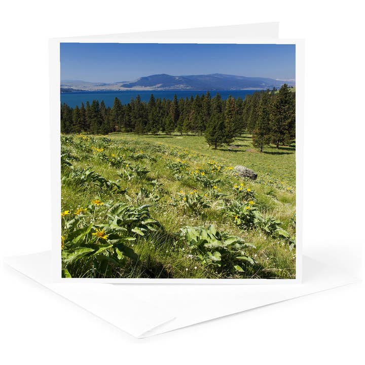 3dRose, Balsamorhiza sagittata, Wild Horse Island, Montana, USA - US27 CHA2884 - Chuck Haney, Biglietto di auguri per la vendita all'ingrosso da parte di 3dRose