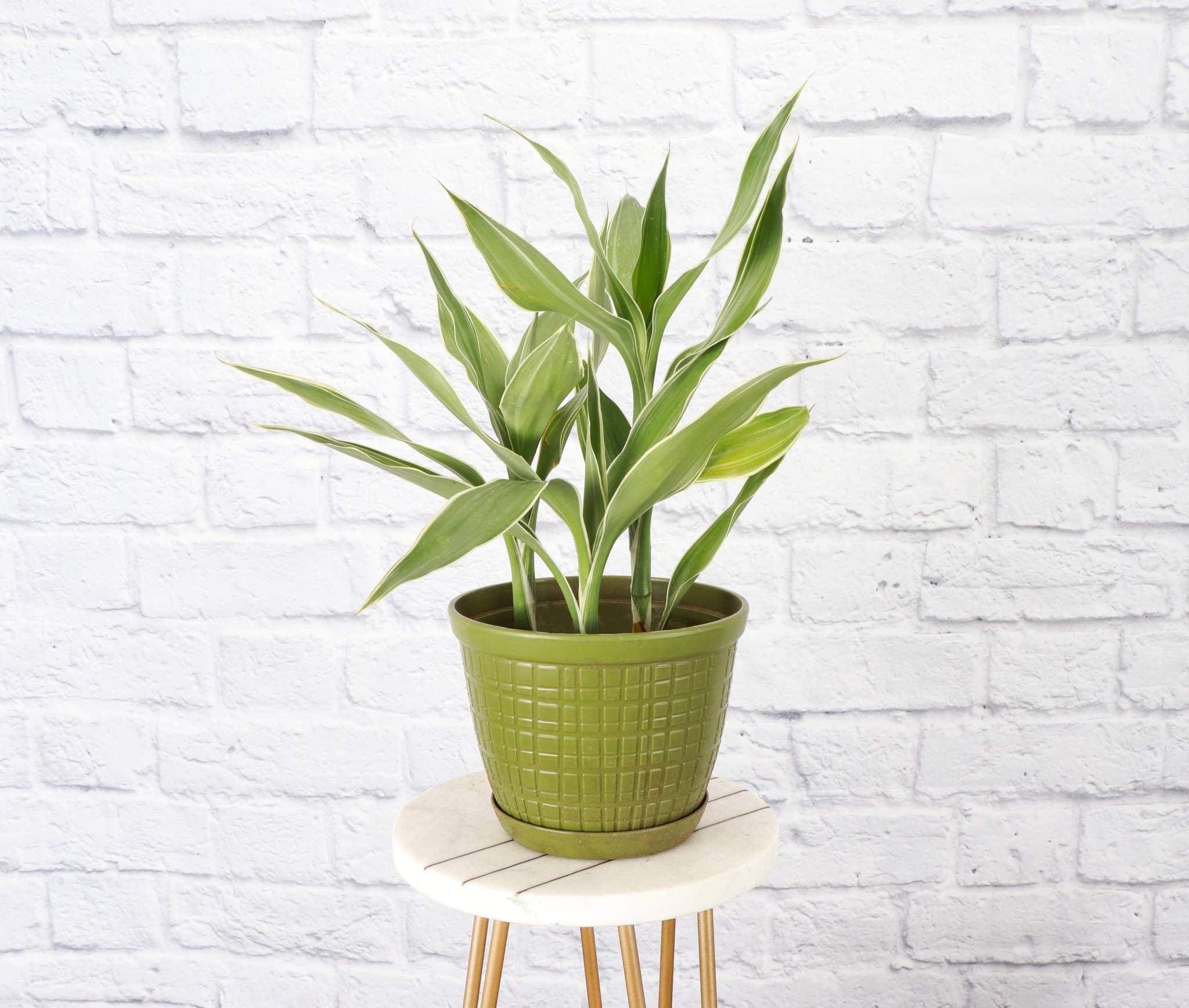 Thorsen's Greenhouse - Vente Pot - Jardinière rustique pour plantes d'intérieur, tailles multiples7