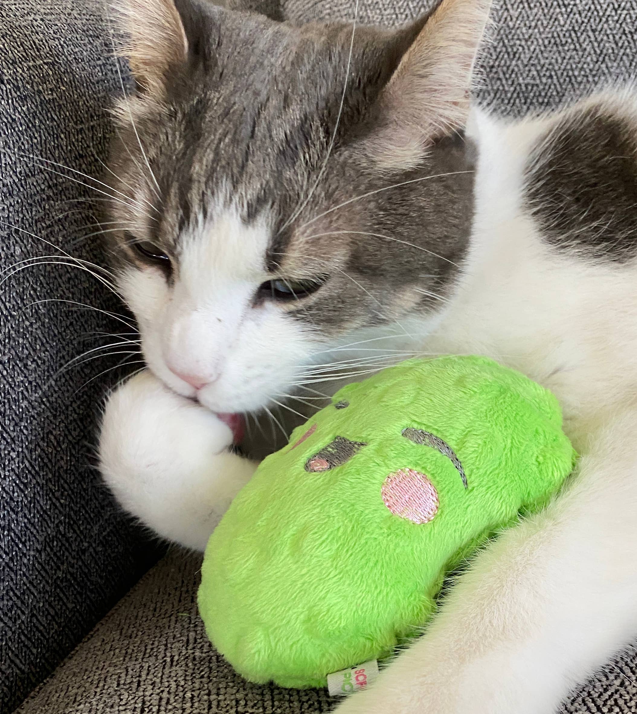 Screaming Pickles - Vente Jouet couineur – chien - Jouets pour animaux de compagnie faits à la main - Catnip/Dog Squeaker Mini Pickle11