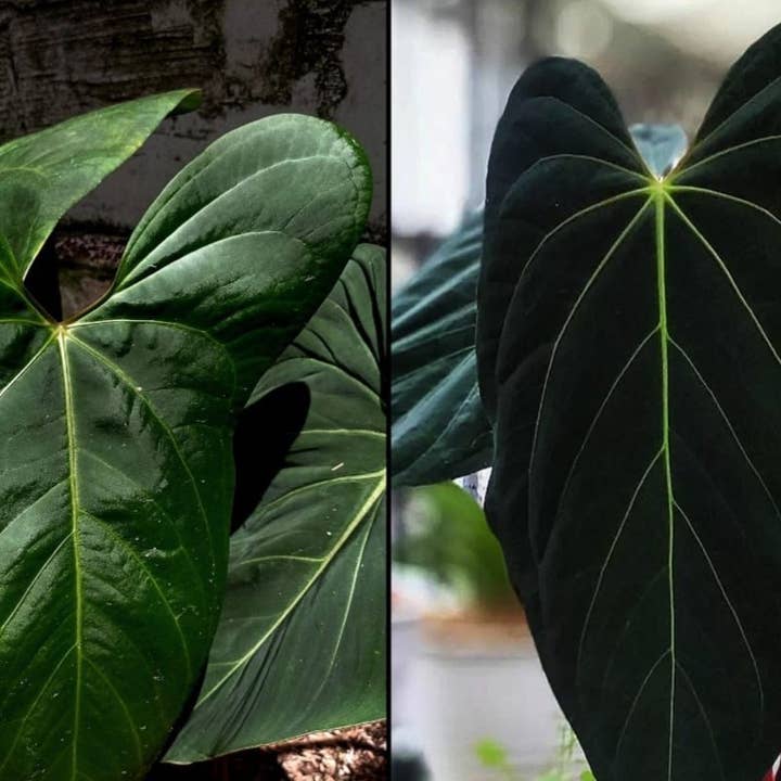 OrchidBox - Wholesale Live Plant - Anthurium papillilaminum × portillae