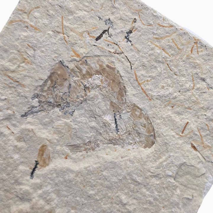 Exhibición de fósiles de camarones del Líbano Placa de muestra Cretácico Coleccionistas para venta al por mayor de Lapidary Central