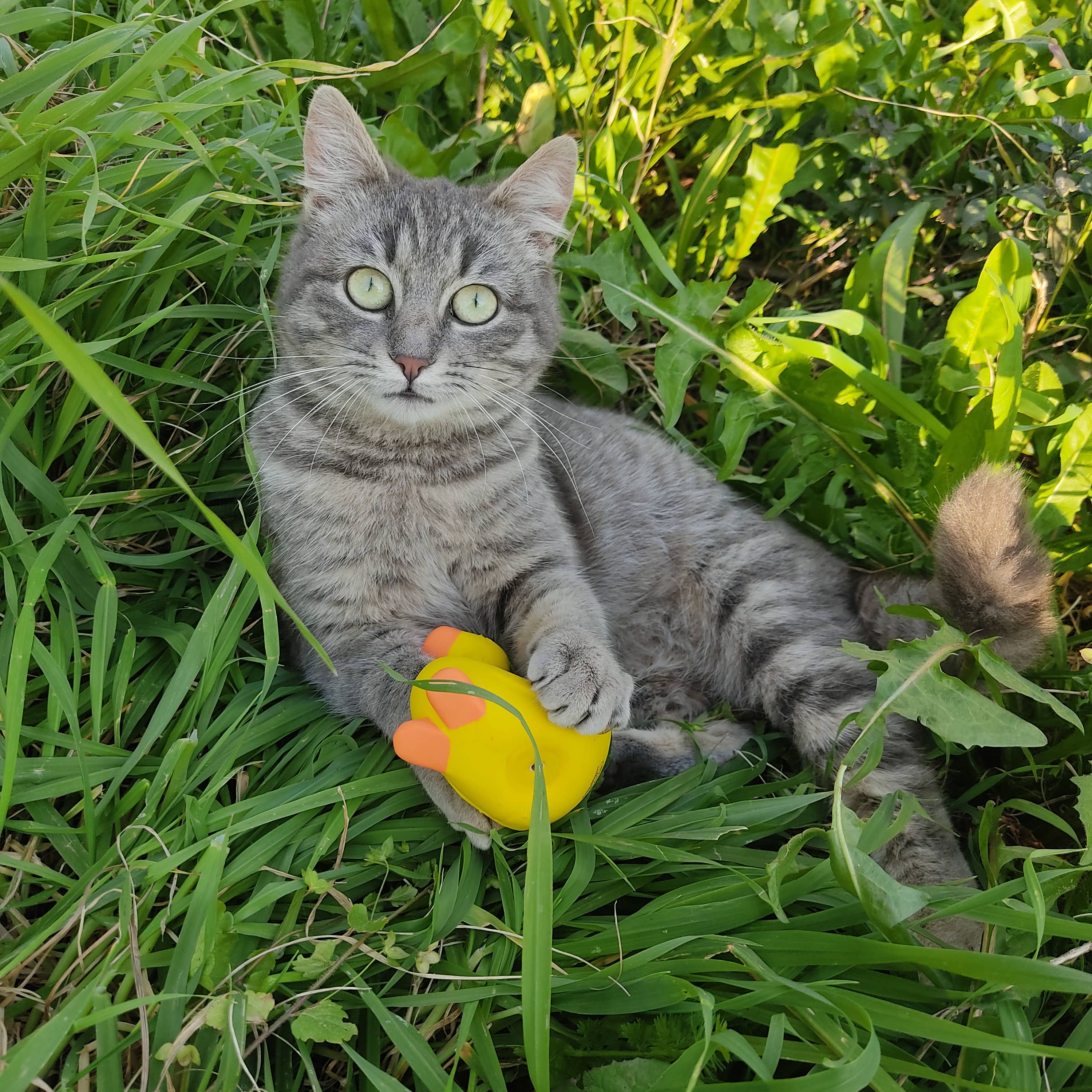 United Pets – Brinquedo - Gato e cão por atacado – Brinquedo Emma de látex para cães e gatos3