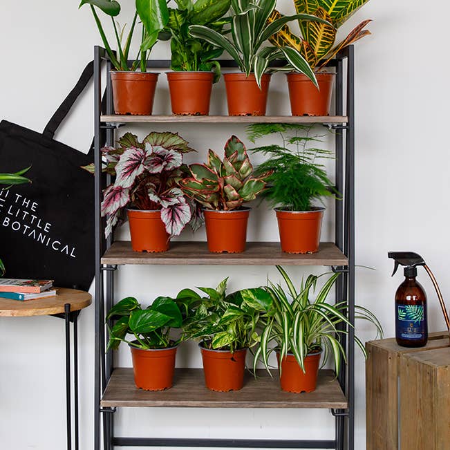 The Little Botanical – wholesale Live plant – Jungle in a Box: 8× Live, Peat-Free British-Grown Houseplant