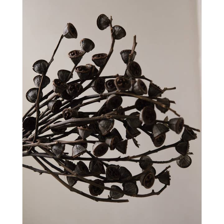 Twenty Third by Deanne - Wholesale Dried/Pressed Flowers - Dried Eucalyptus Fruit Big2