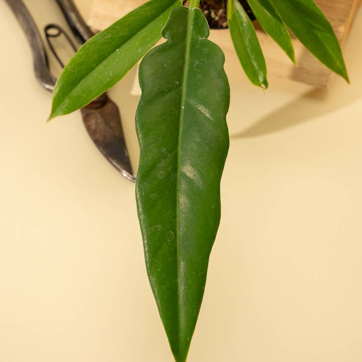 BWH Plant Co - Wholesale Live Plant - 4" Philodendron 'Jungle Boogie'
