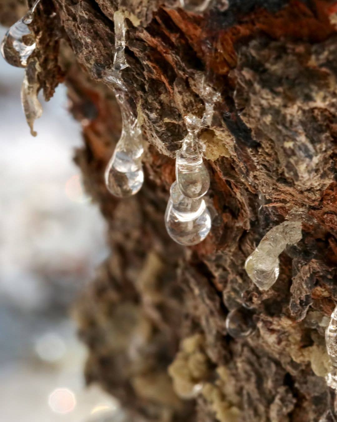 Dalfood - Wholesale Fruit Juice - RHOA Organic Juice Pomegranate & Mastic Chios 250 ml2