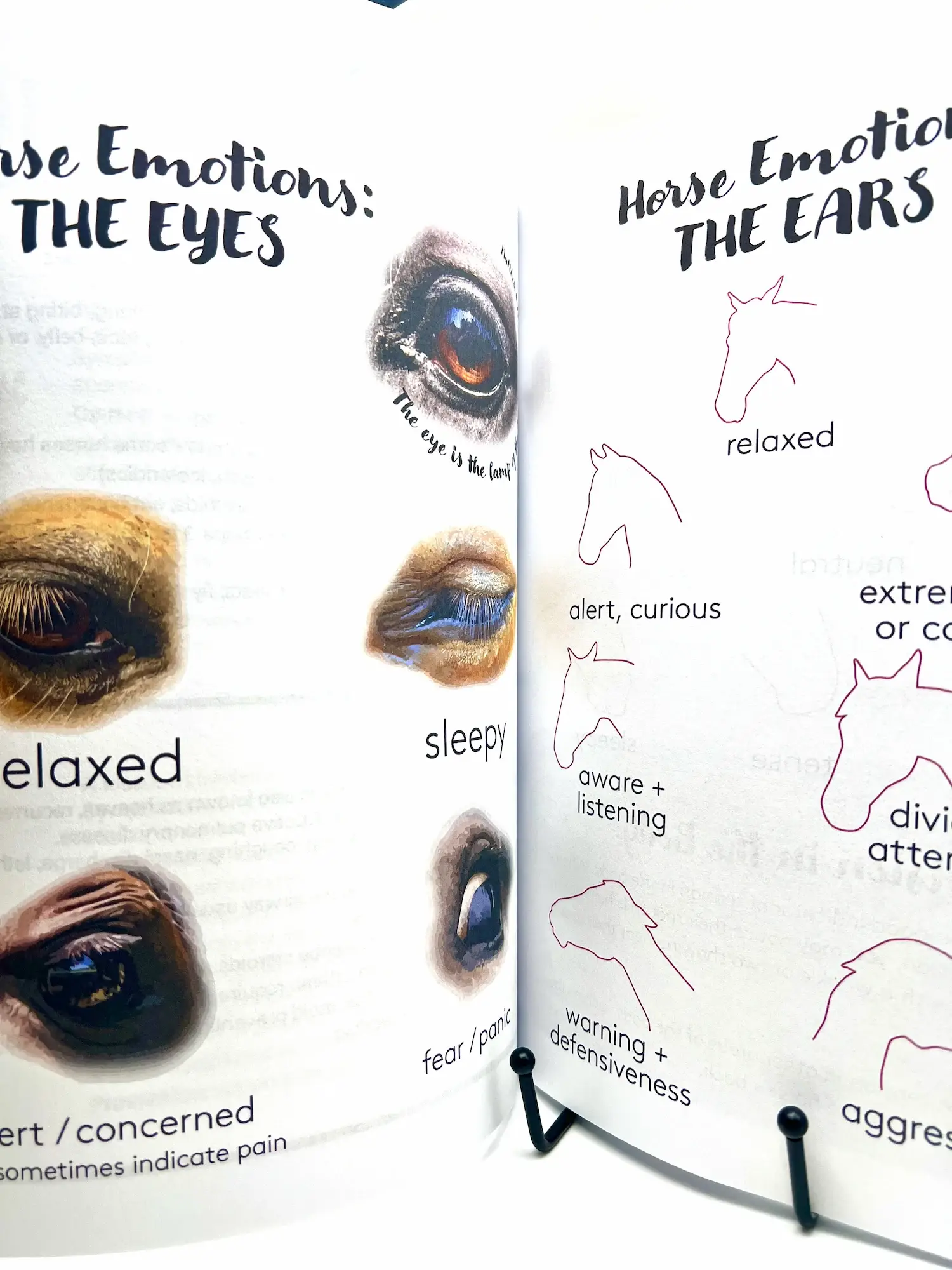 Circus Unicorn Shop - Wholesale Book - Kids - Horse Workbook Vol. II16