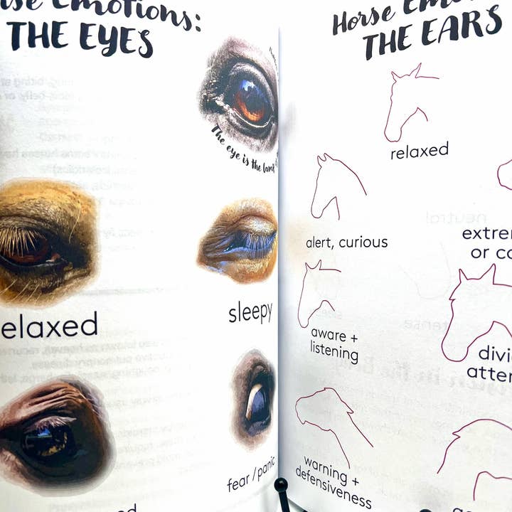 Circus Unicorn Shop - Wholesale Book - Kids - Horse Workbook Vol. II16