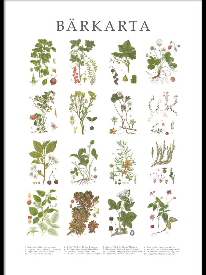 Poster Berry Map for wholesale by Hugodesign