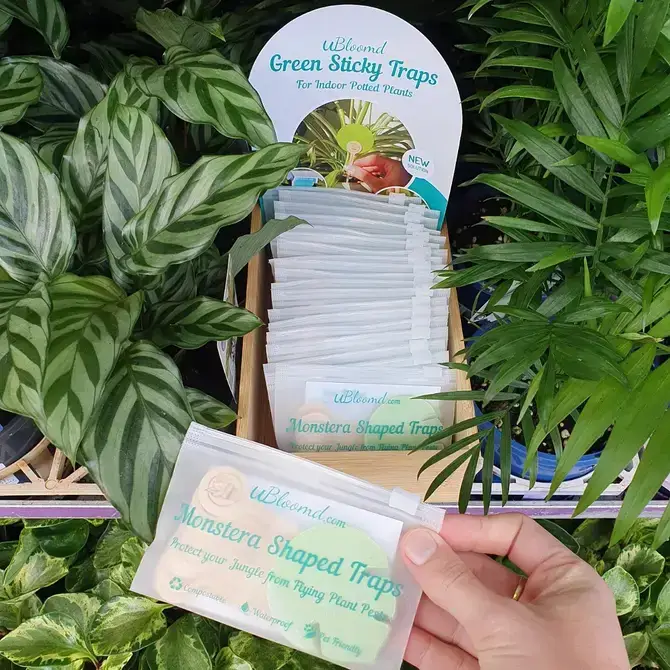 uBloomd - Wholesale Garden tool - Monstera Leaf Green Plant Traps5