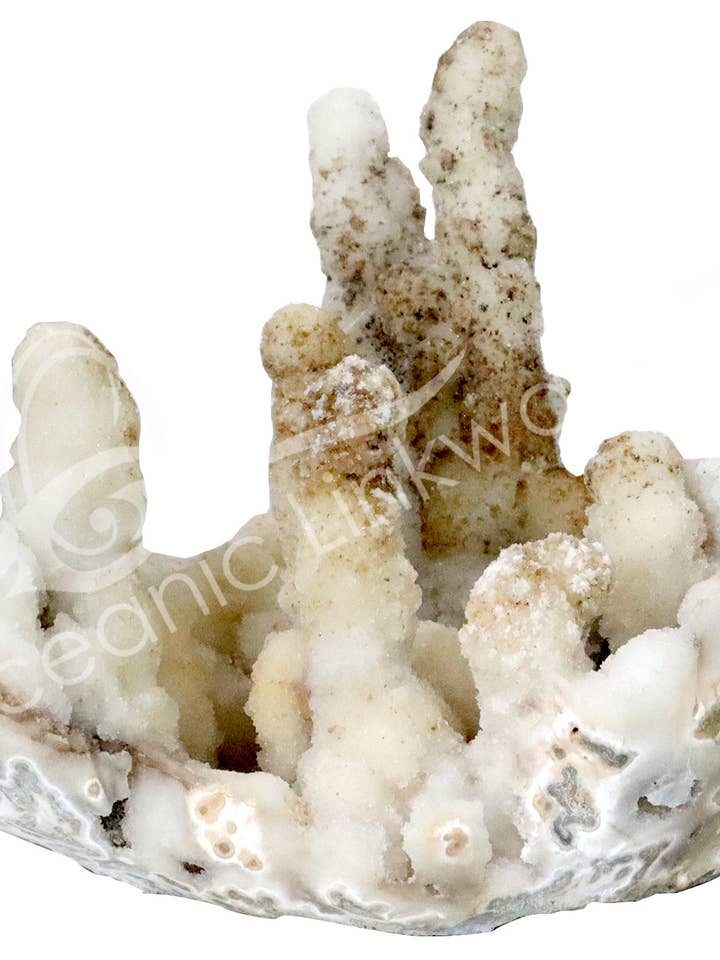 (Campione) - Calcedonio Corallo 14 x 14 x 11" per la vendita all'ingrosso da parte di Oceanic Linkways Inc