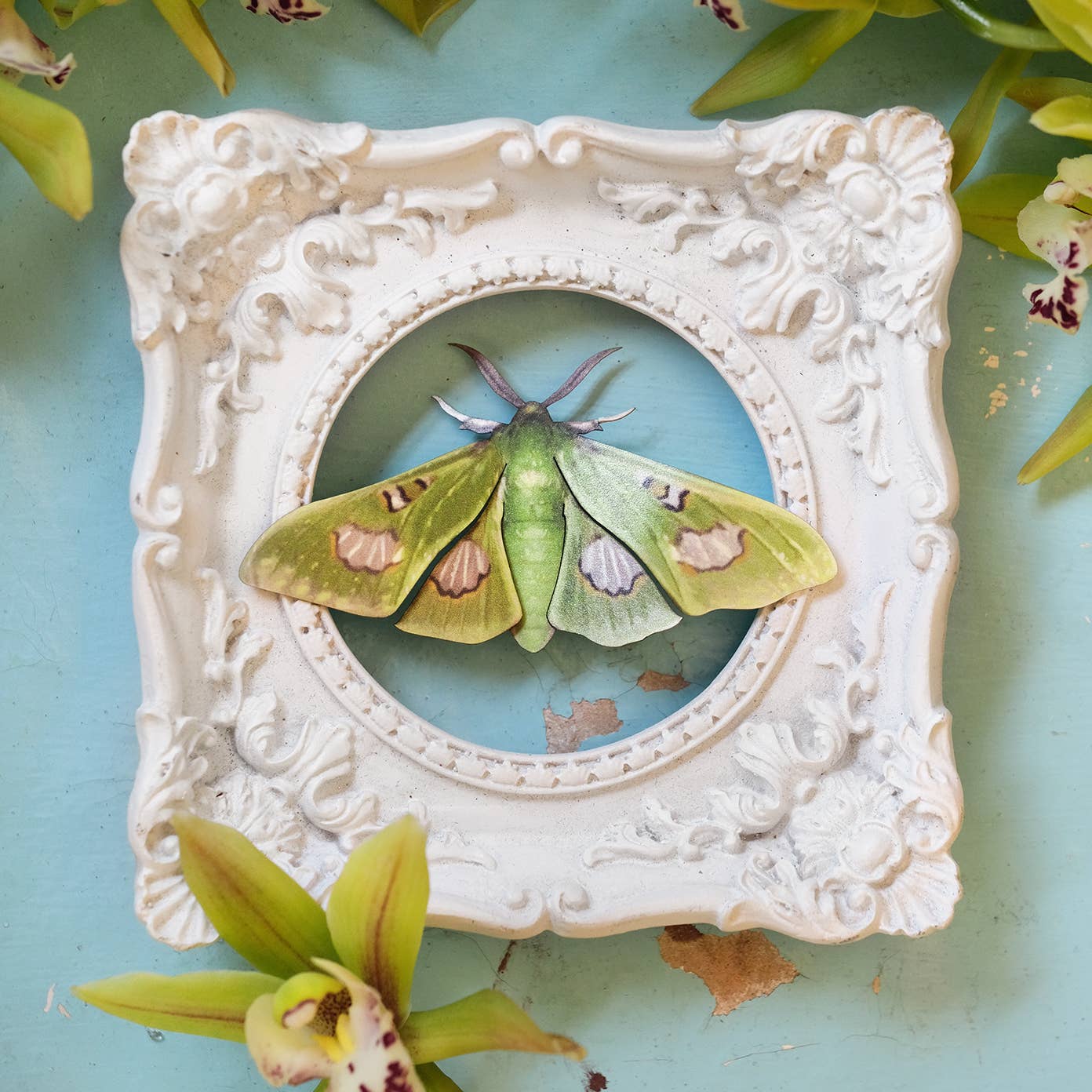 Moth and Myth - Wholesale Cutouts - 'Limelight' Moth Set3