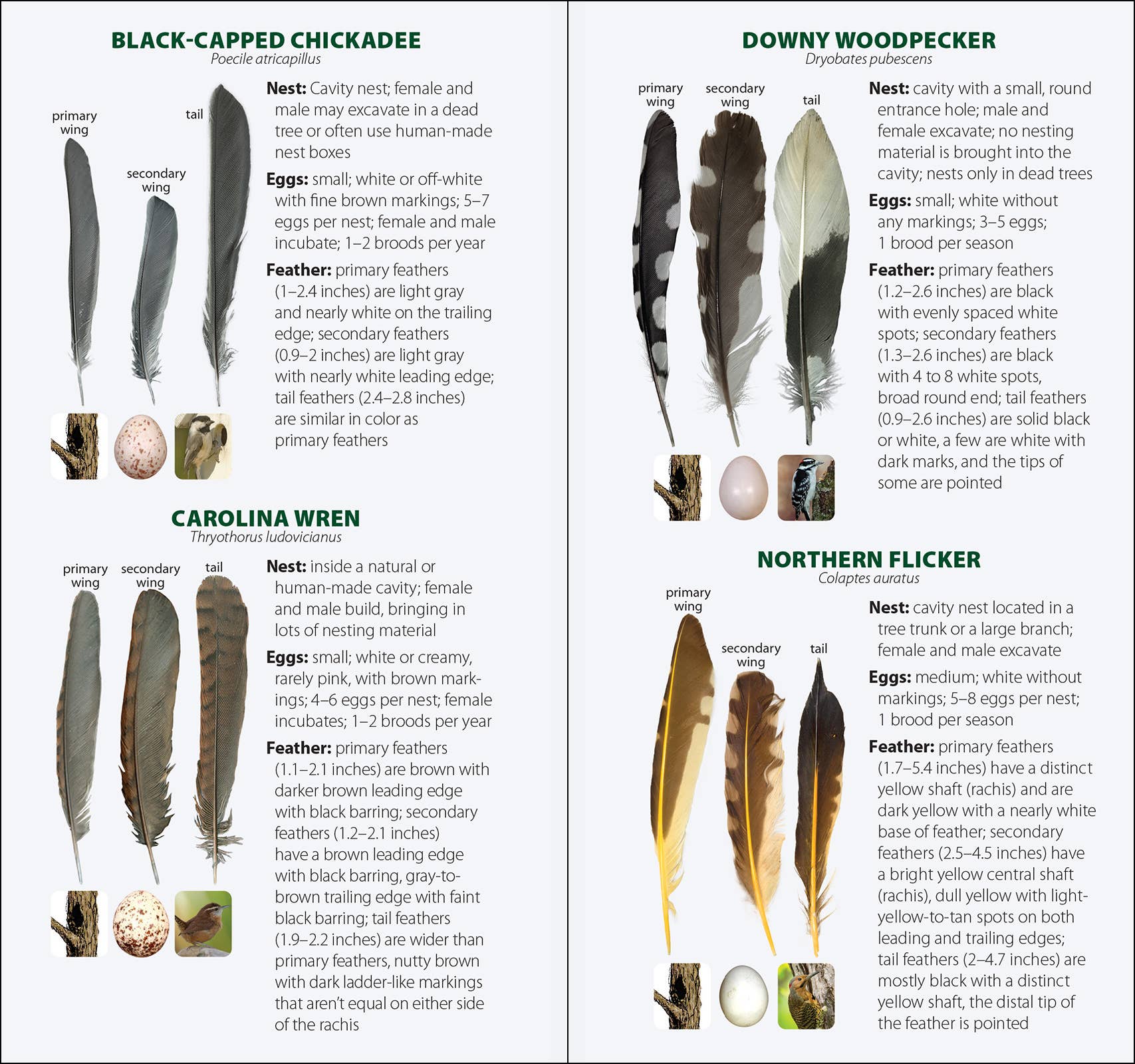 AdventureKEEN - Wholesale Nature & Outdoors - Bird Feathers & Eggs of the Midwest Quick Guide8