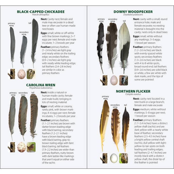 AdventureKEEN - Wholesale Nature & Outdoors - Bird Feathers & Eggs of the Midwest Quick Guide8