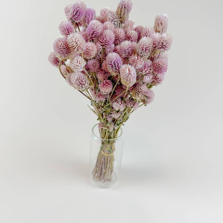 Lovejoy Farms Premium Dried Flowers - Vente Fleur séchée/pressée - Amarante globe rose blush – Fleurs séchées naturellement2