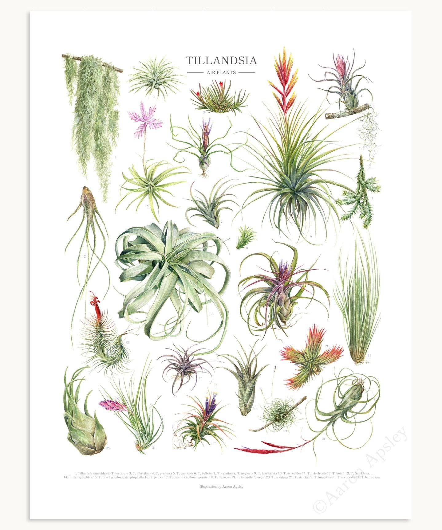Aaron Apsley Artwork - Wholesale Art Print - Tillandsia Species Print1