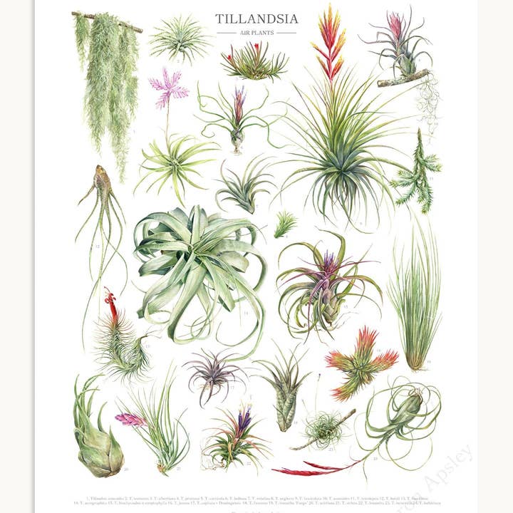 Aaron Apsley Artwork - Wholesale Art Print - Tillandsia Species Print1
