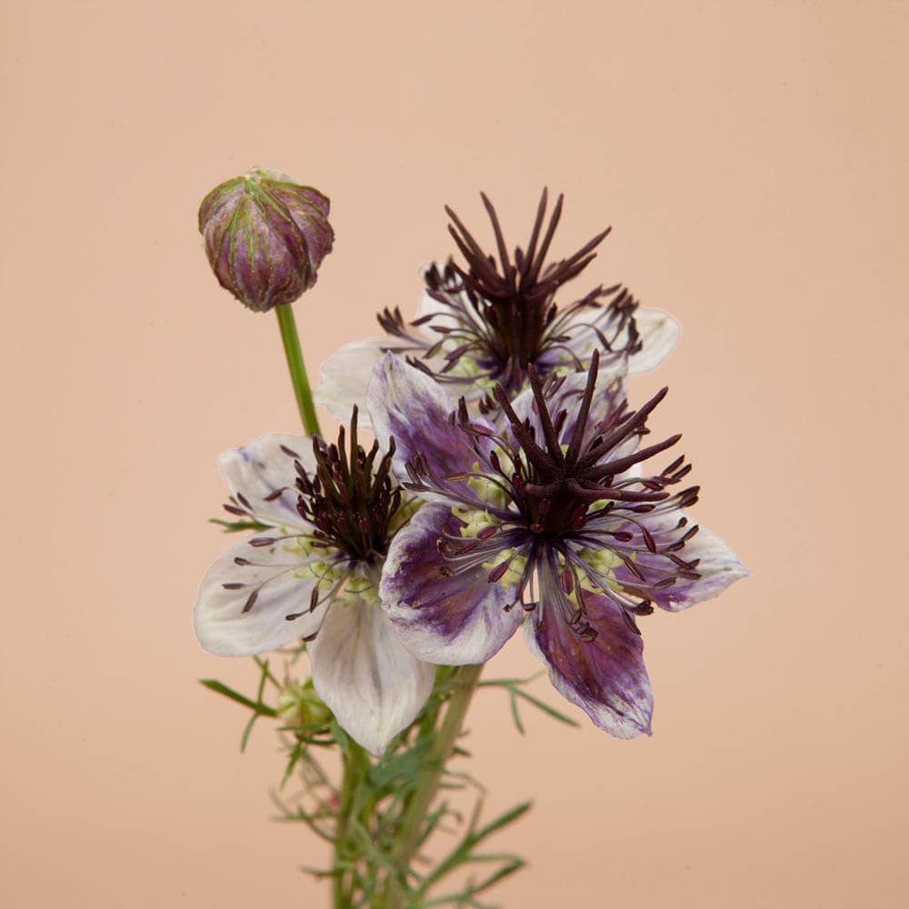 Plantgem - Wholesale Plant Seeds - Love in a Mist Delft Blue - 100 Seeds1