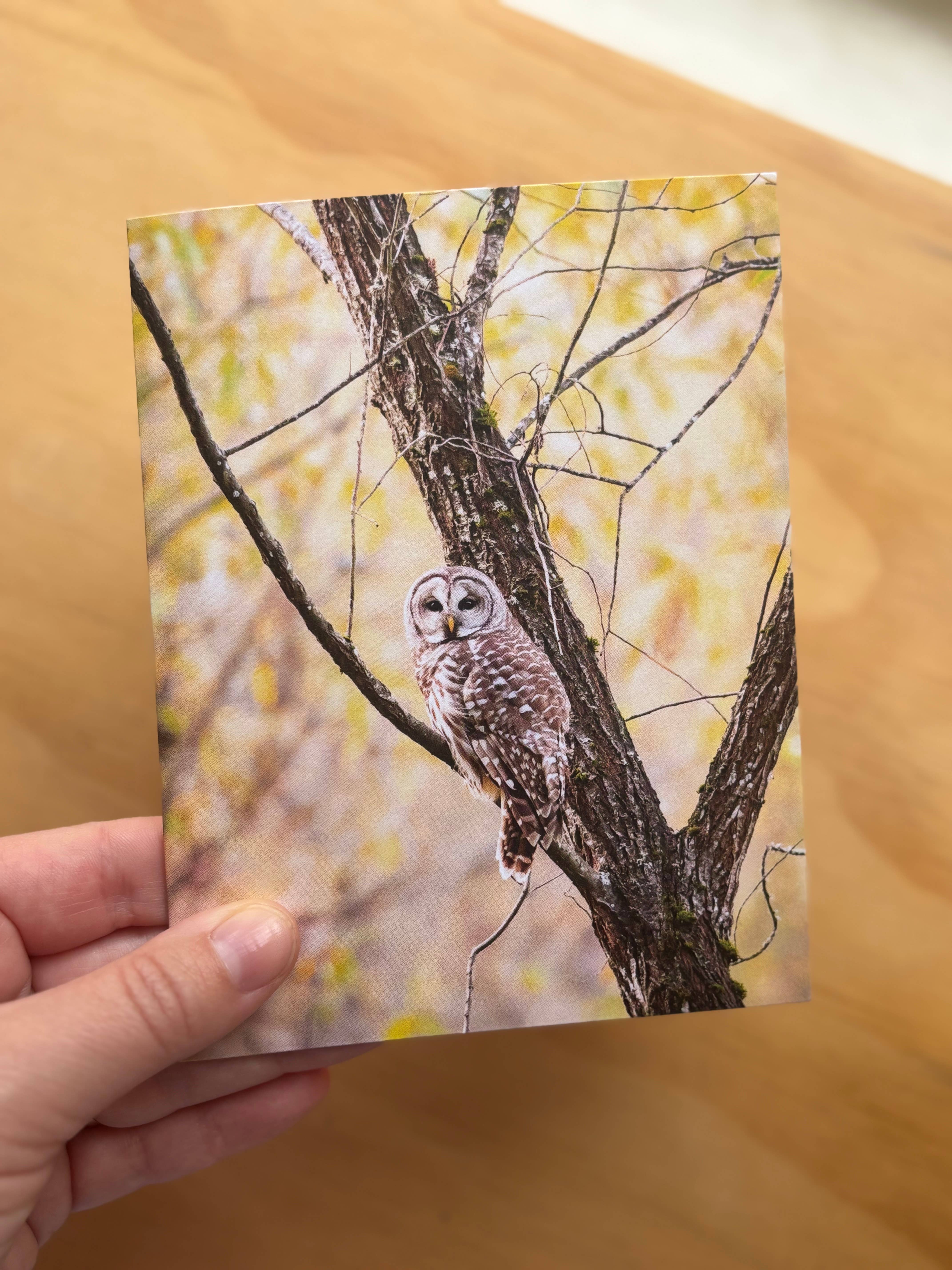 Andrea Morris Art - Wholesale Stationery/Notecard Set - Fall Card Variety Pack (5 Different Cards + Envelopes)3