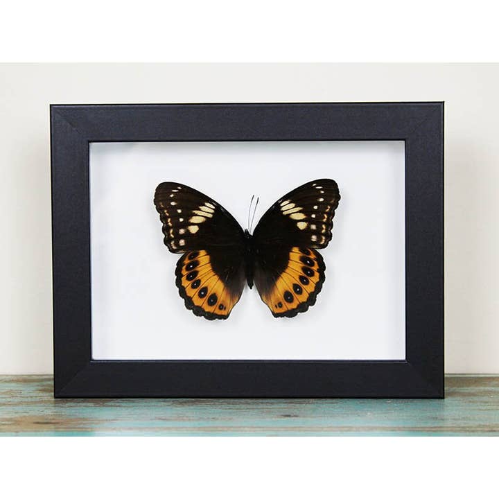 Newman Art Designs - Wholesale Wall Accent - Hypolimnas Pandarus Butterfly in a frame1