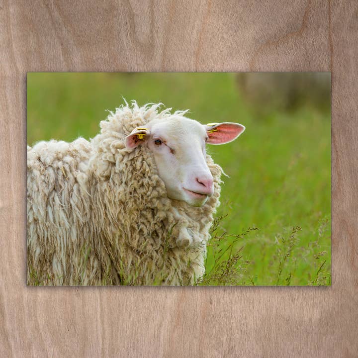 Carte postale Eye0261 : mouton, lin, mouton, agneaux pour la vente par eye-comm