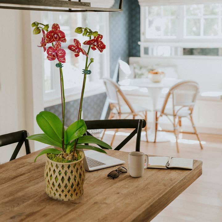 Rosebud Homegoods - Wholesale Plant Pot - Unique Orchid Pot with Drainage & Saucer, 3D Print, "CAPRI"