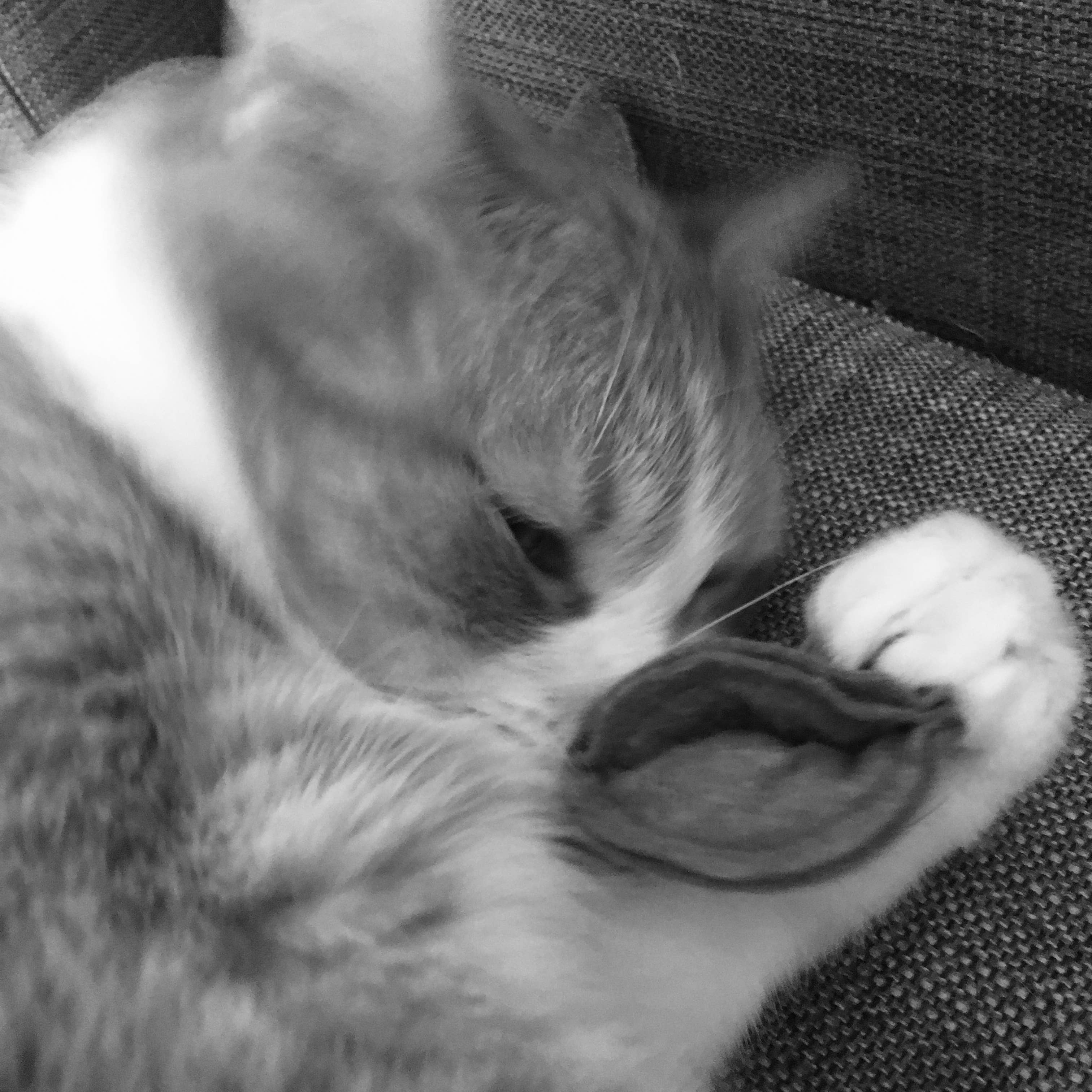 Ciao Gatto Cat Market - Wholesale Pet Toy - Cat - La Pasta Di Gatto Organic Catnip Wool Tortellini ~ BULK4