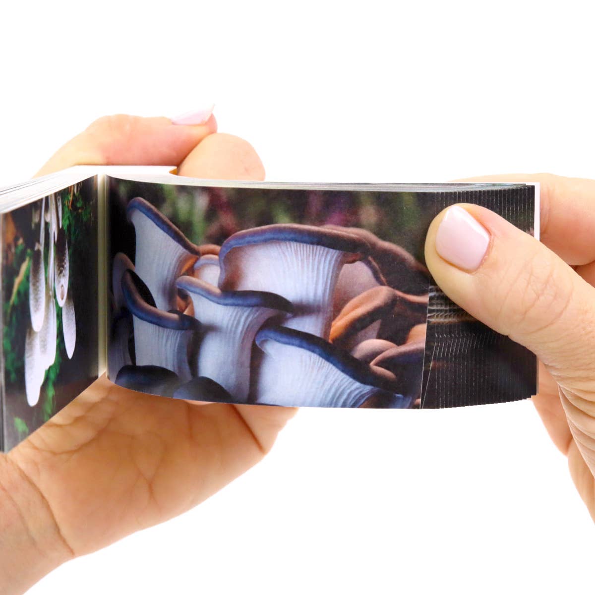 Flipboku – wholesale Visningsbok – Motion in Nature – interaktiv konstbok i set7