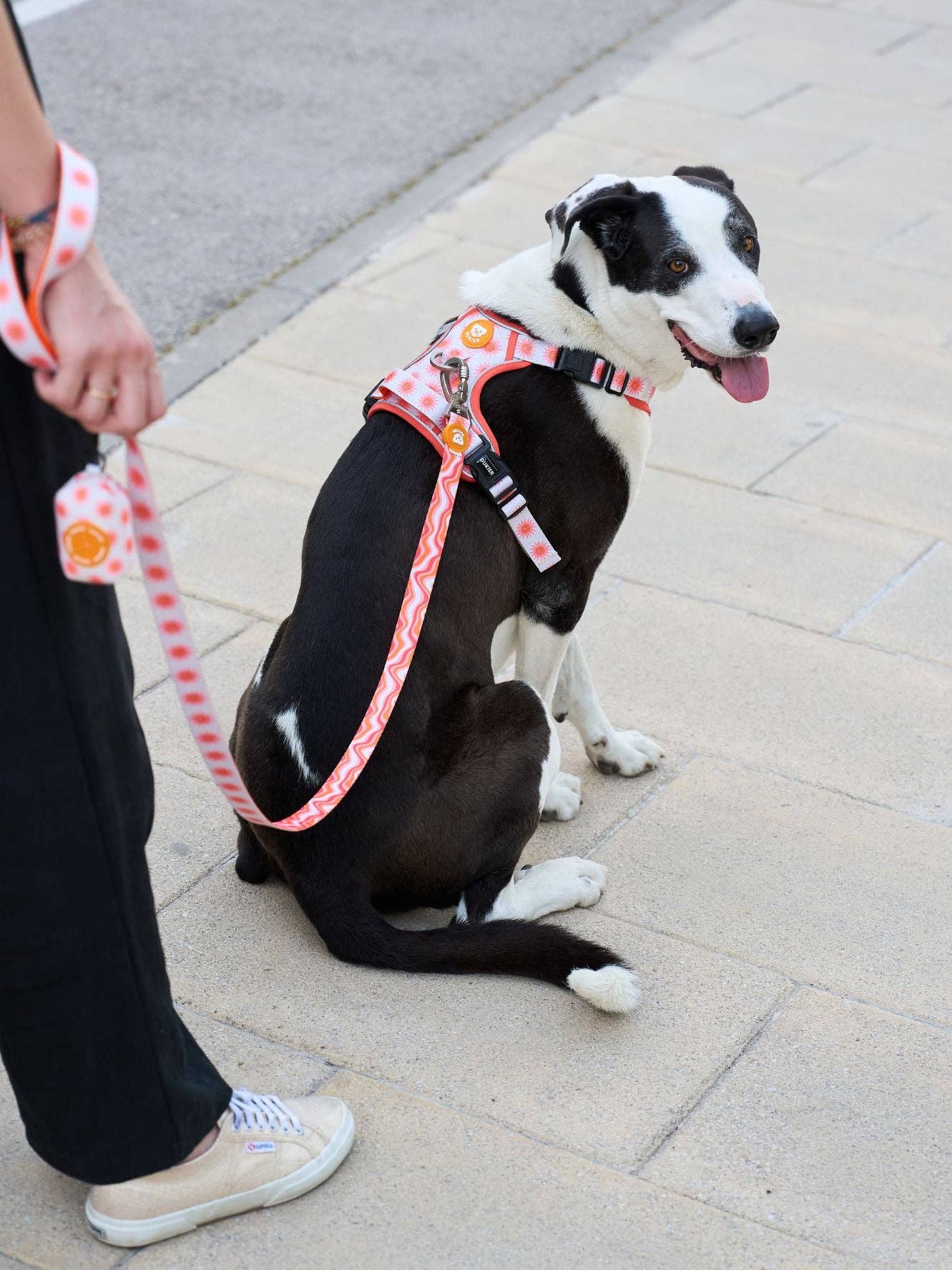 Dukier - Wholesale Pet Harness - Dog - SUN DOG TRAIL HARNESS5