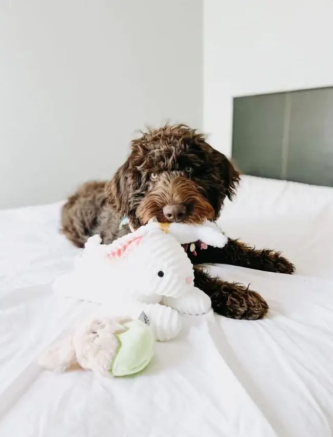 Midlee Designs - Vente Peluche – chien - Midlee Designs Jouets pour chiens œufs lapin de Pâques - Lot de 36