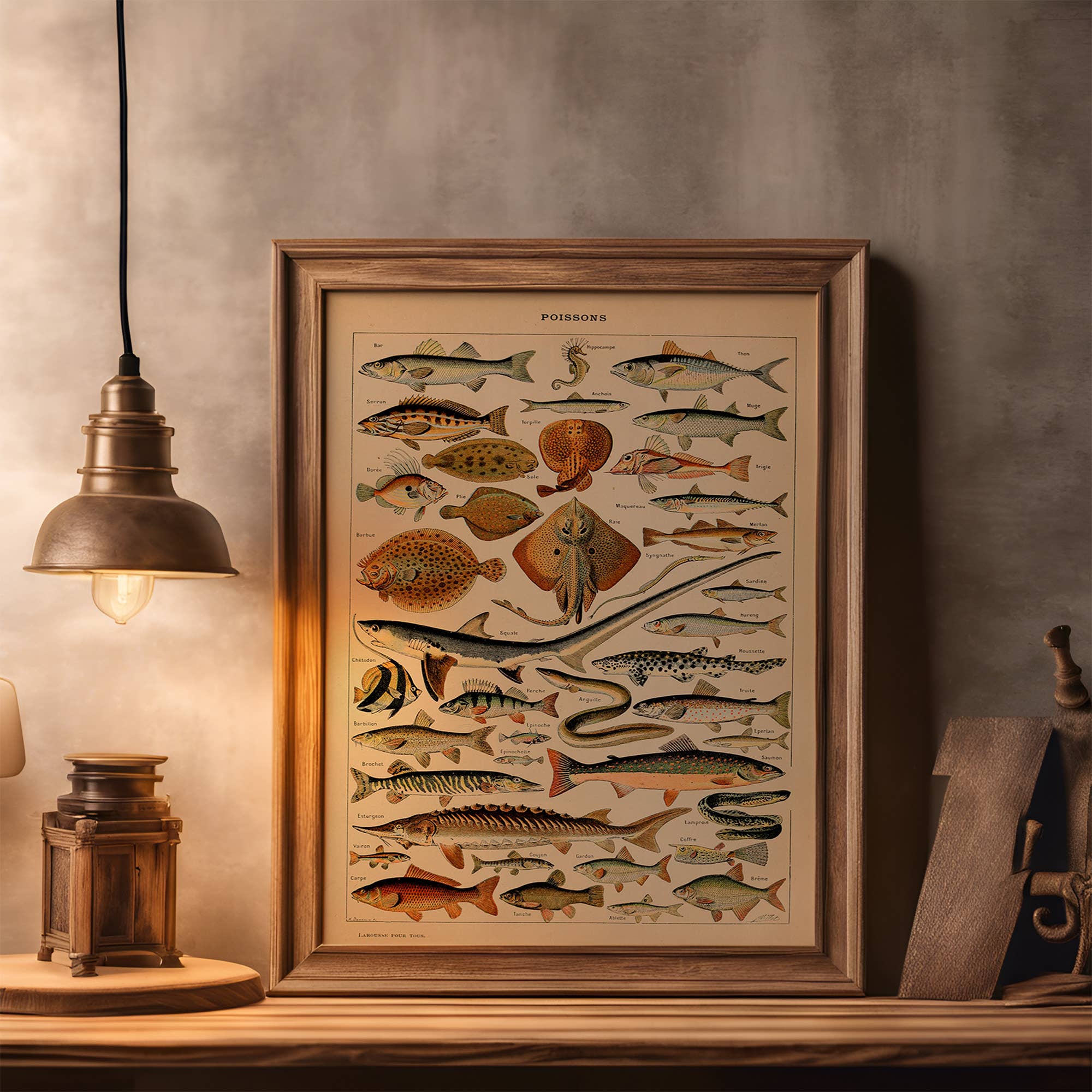 Swinford Designs - Wholesale Art Print - Vintage Fish Guide Art Print - Illustrated Chart Poissons B3