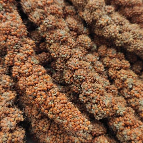 Croci – wholesale Husdjursfoder – inte katt/hund – Fågelmat - Gran Pasto Spighe di Panico från Croci2