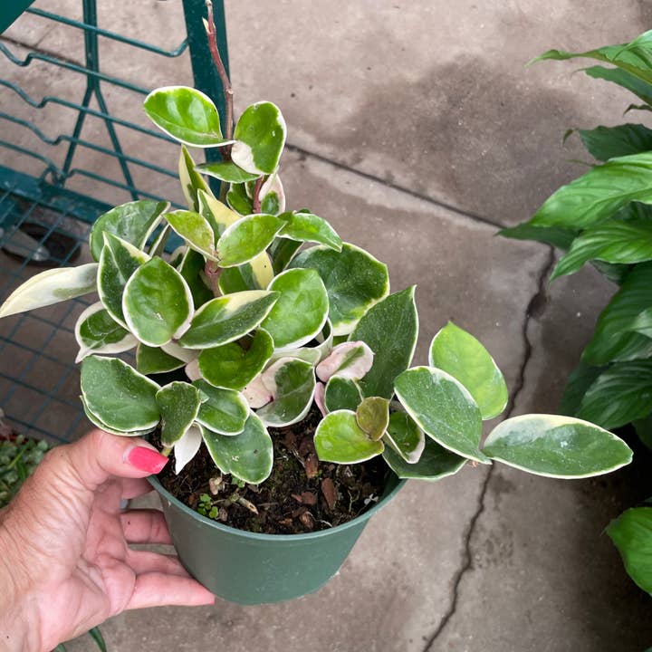 Triad Plants - Wholesale Live Plant - 6" Hoya Carnosa0