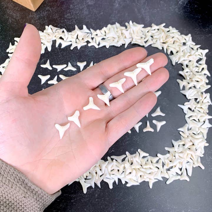 Diente fósil de mandíbula inferior de tiburón toro para venta al por mayor de Rock Paradise