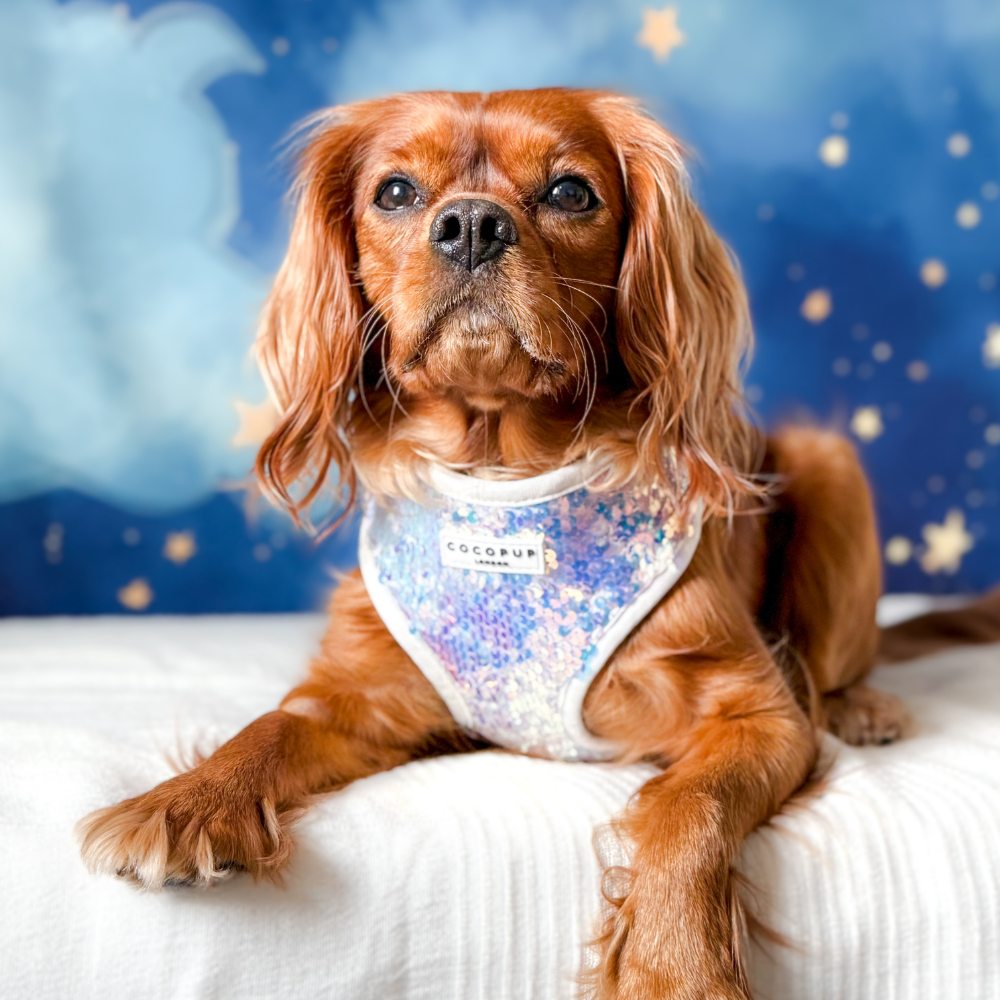 Cocopup London - Vendita all'ingrosso Pettorina - Cani - Imbracatura LUXE Party con Paillettes Olografiche35