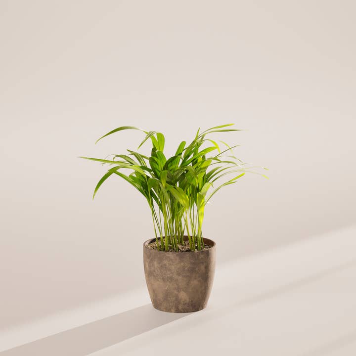 Lively Root - Wholesale Live Plant - Areca Palm Indoor Tree37